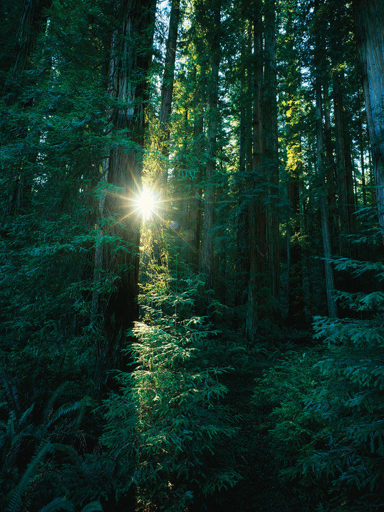 Sunstar a través de Redwoods Lienzo