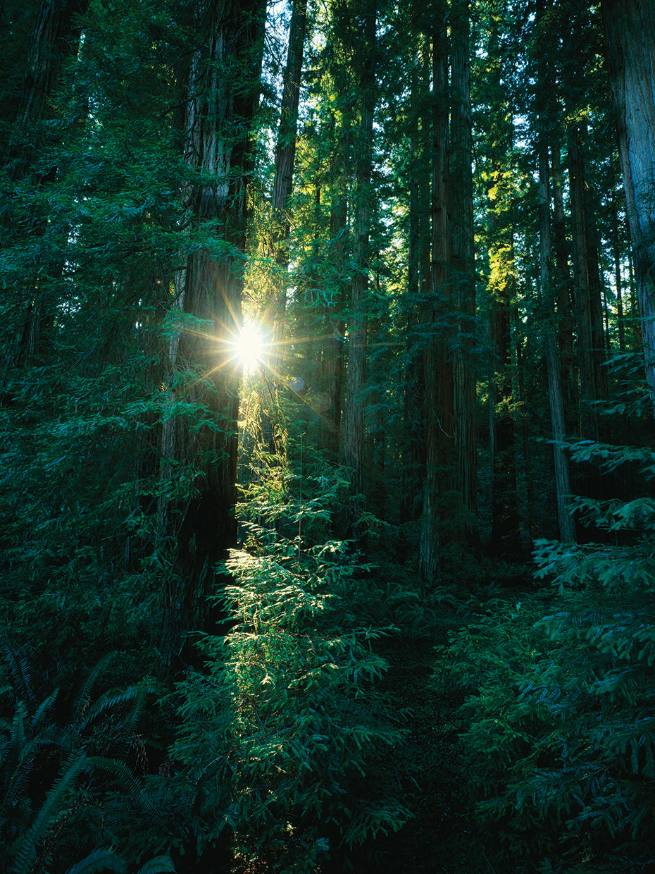 Sunstar a través de Redwoods Lienzo
