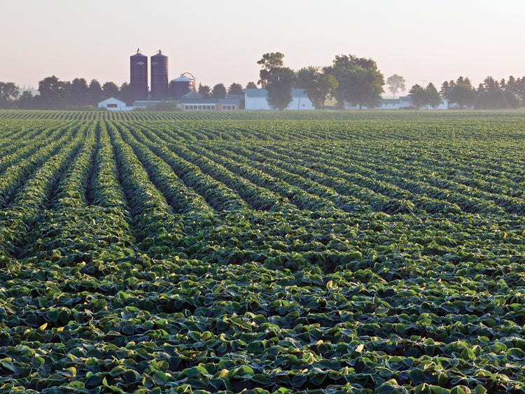 Campo de soja de Iowa Lienzo