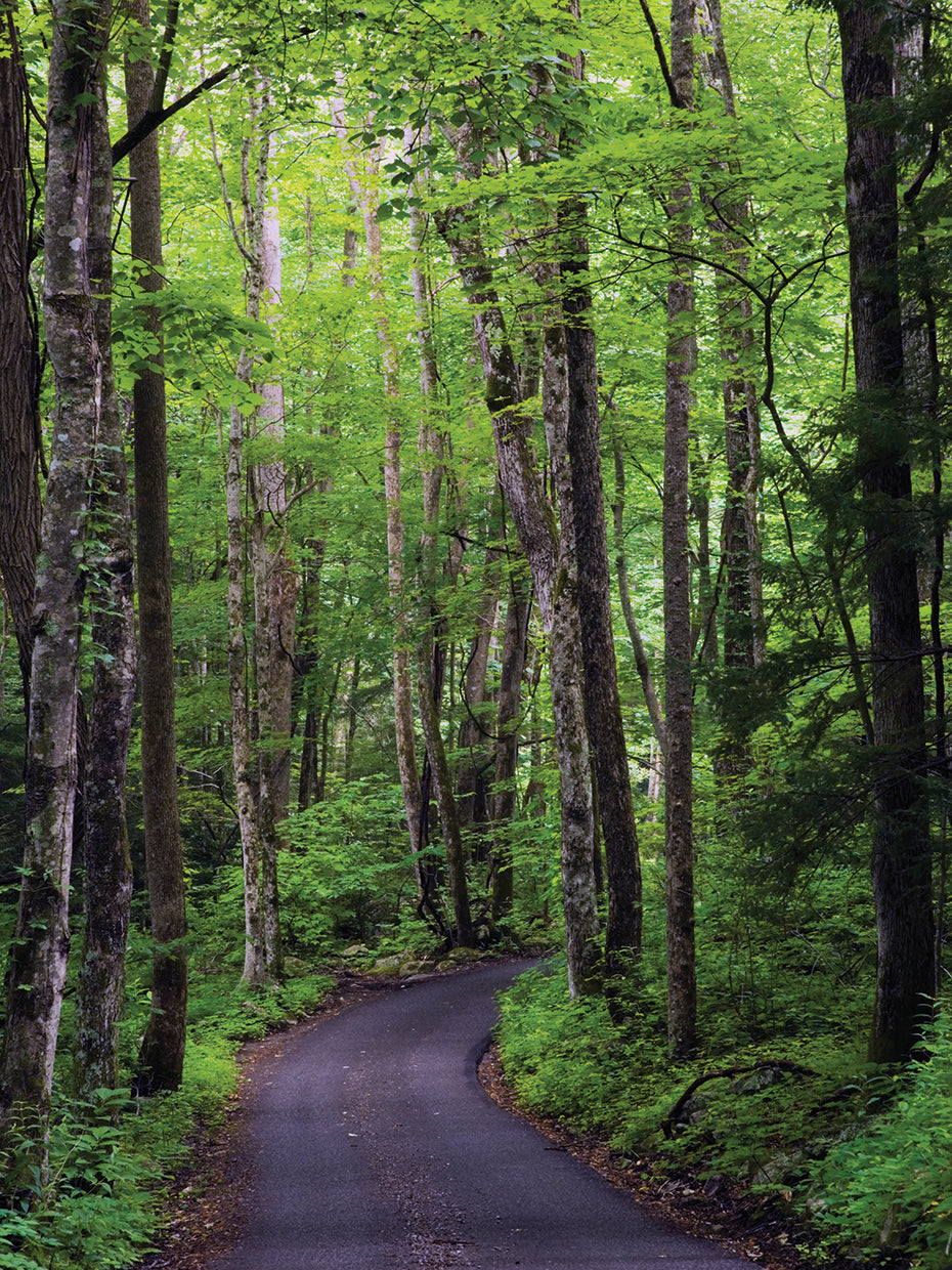 Roaring Fork Road