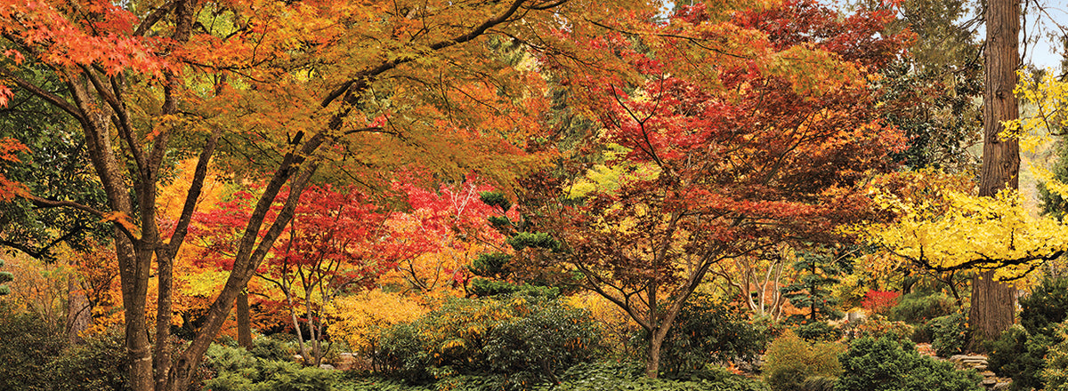 Ashland Trees