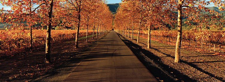 Vineyards along the Road