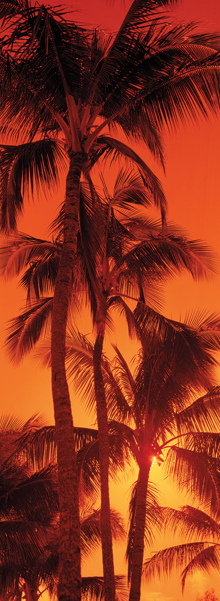 Red Sky and Palms