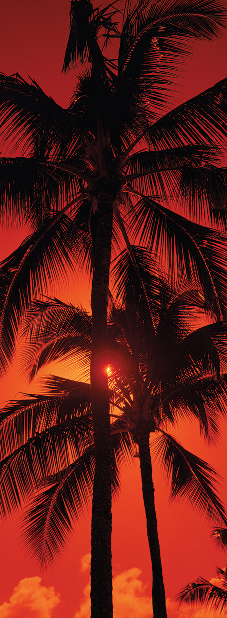 Palms at Kalapaki Beach