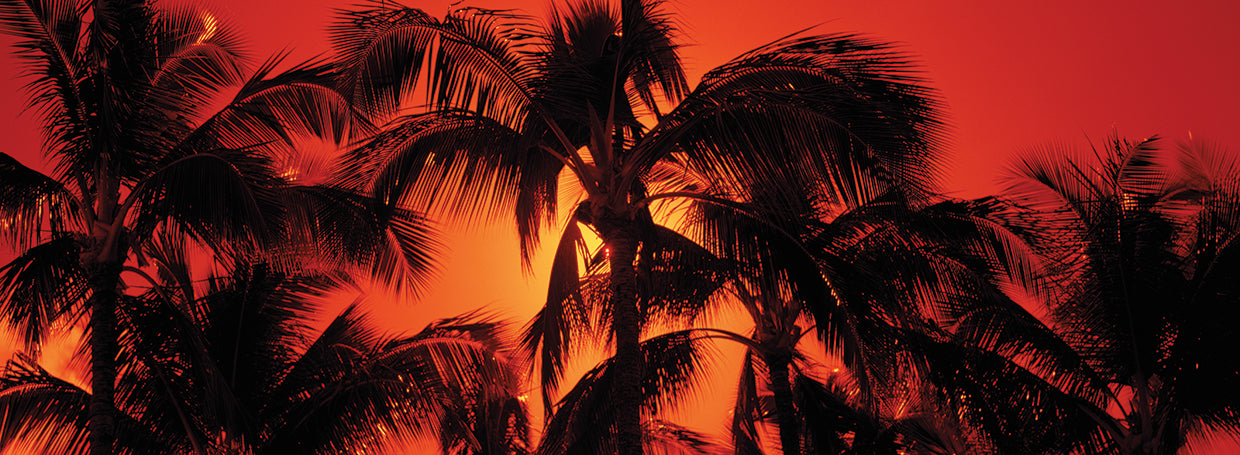 Palm Silhouettes in Kauai