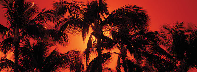 Palm Silhouettes in Kauai