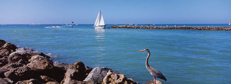 Blue Heron en Venecia Lienzo