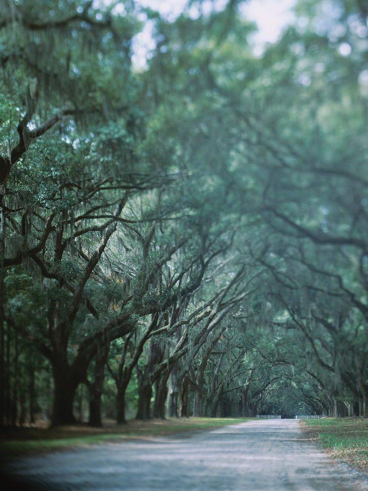 Savannah Georgia Road