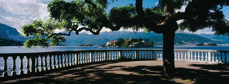 Árboles a lo largo del lago Maggiore Lienzo