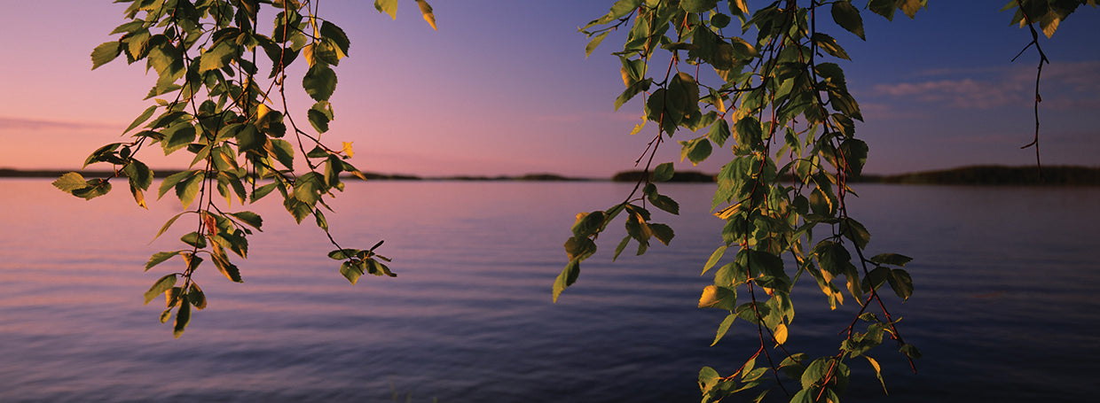 Birch Tree Leaves