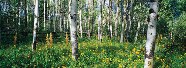 Campo de álamos de las Montañas Rocosas Lienzo