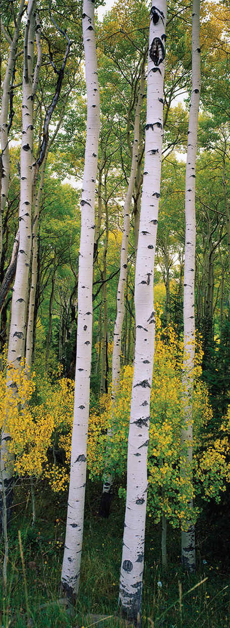Rocky Mountain Aspen Forest
