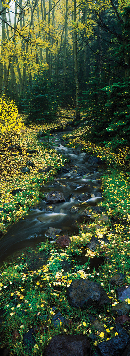 Babbling Stream through the Forest