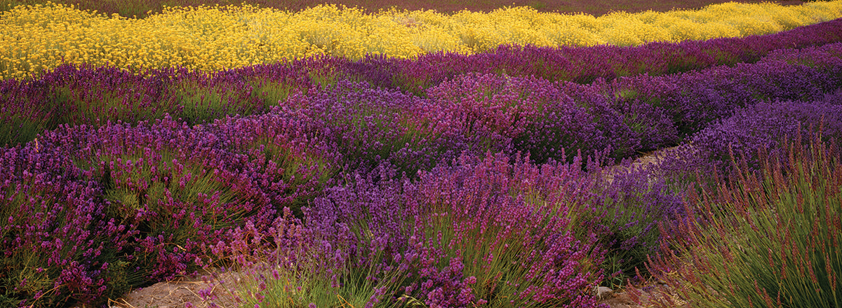 Lavender Fields, Sequim