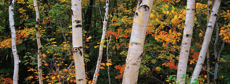Bosque de abedules de New Hampshire Lienzo