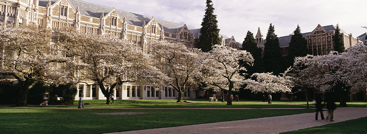 Cerezos en la Universidad de Washington Lienzo