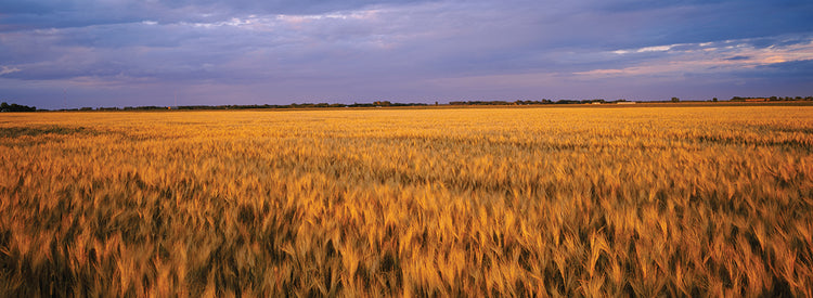 North Dakota Wheat