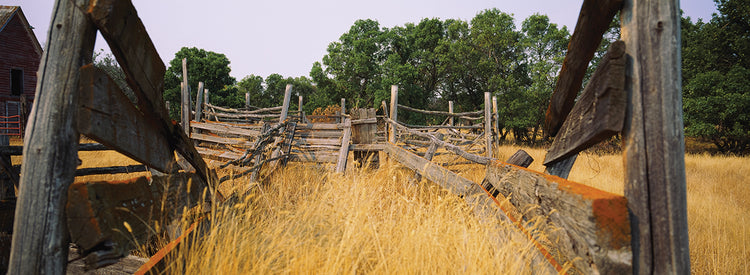 Tobogán de ganado rancho Lienzo