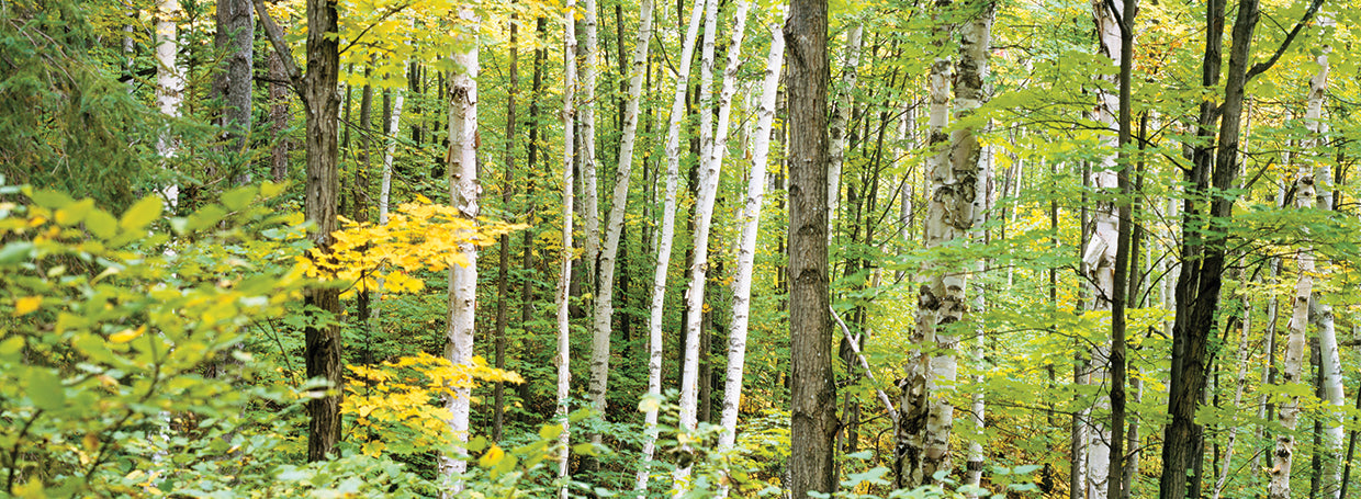 Árboles forestales de Ontario Lienzo
