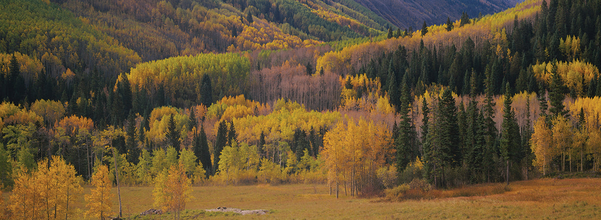 Colorado Aspen Colors