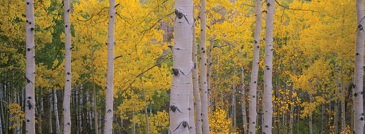 Telluride color:Yellow Aspens