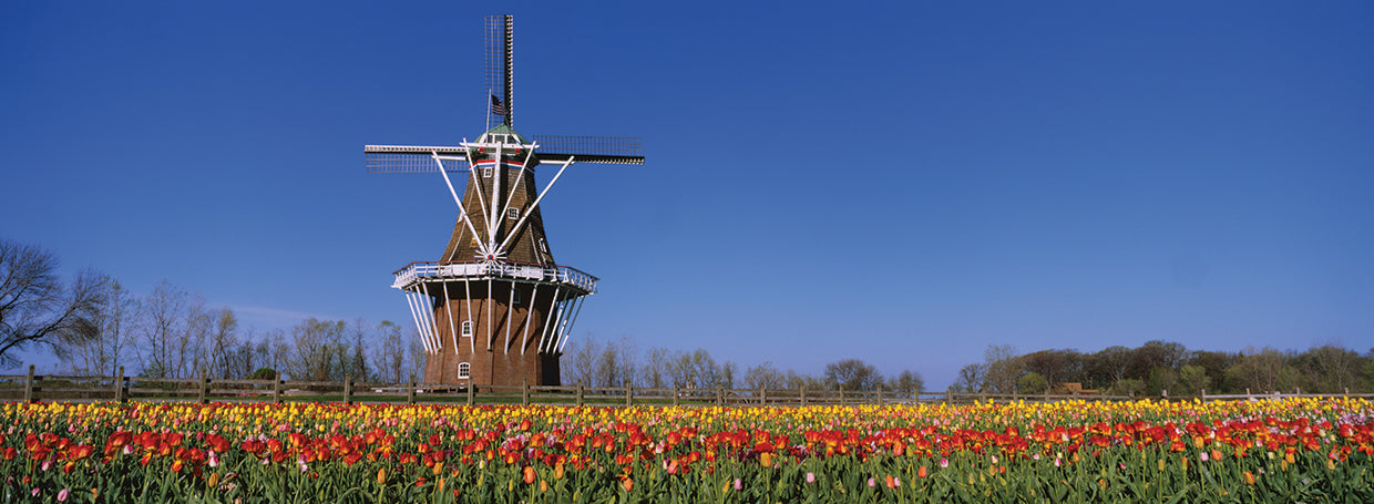 Molino de viento y tulipanes Lienzo