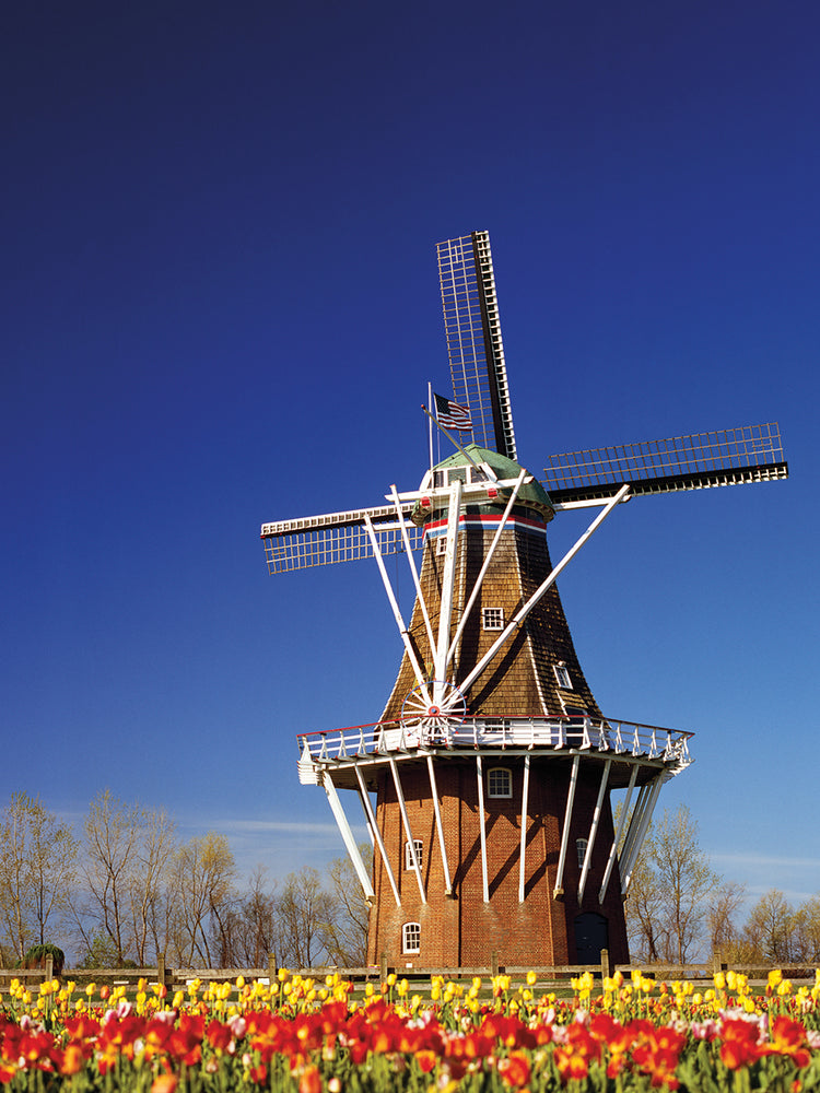 Blooming Tulips and Traditional Windmill