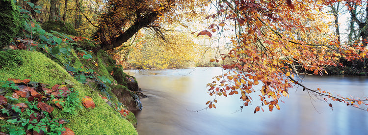Along the River Dart