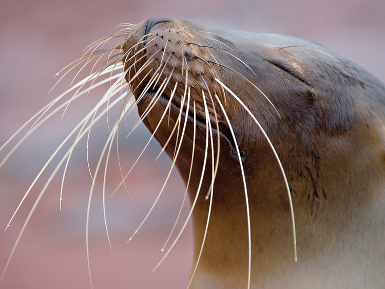 Galapagos Sea Lion