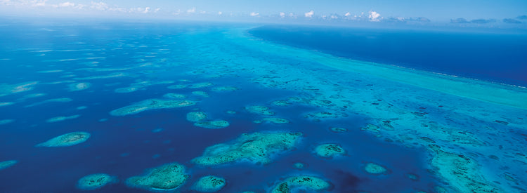 Arrecife de coral en la barrera de coral de Belice Lienzo