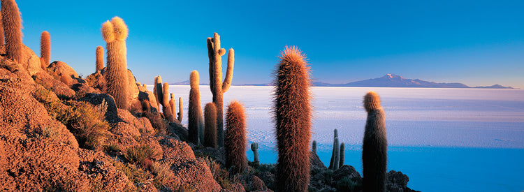 Cactus on the Hill, Bolivia