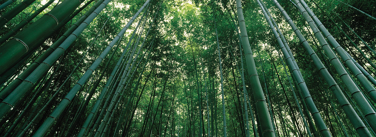 Kyoto Prefecture Bamboo Forest