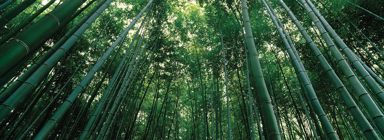Kyoto Prefecture Bamboo Forest