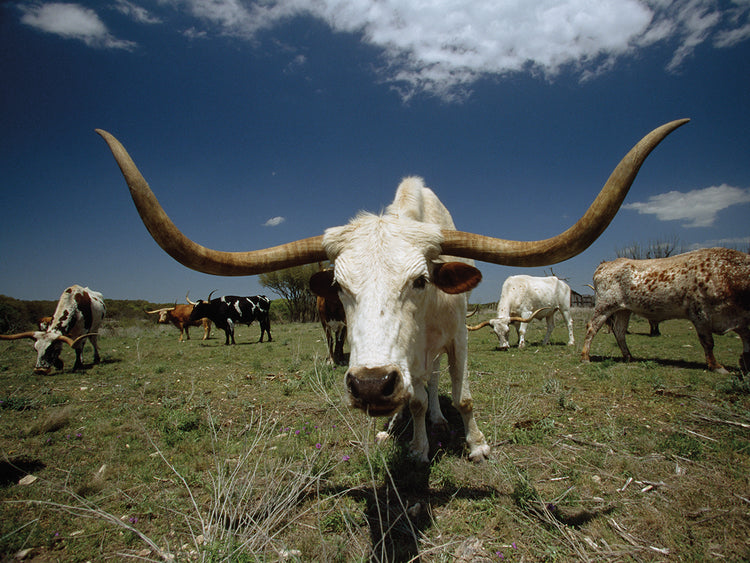 Rebaño de ganado de Texas Longhorn Lienzo