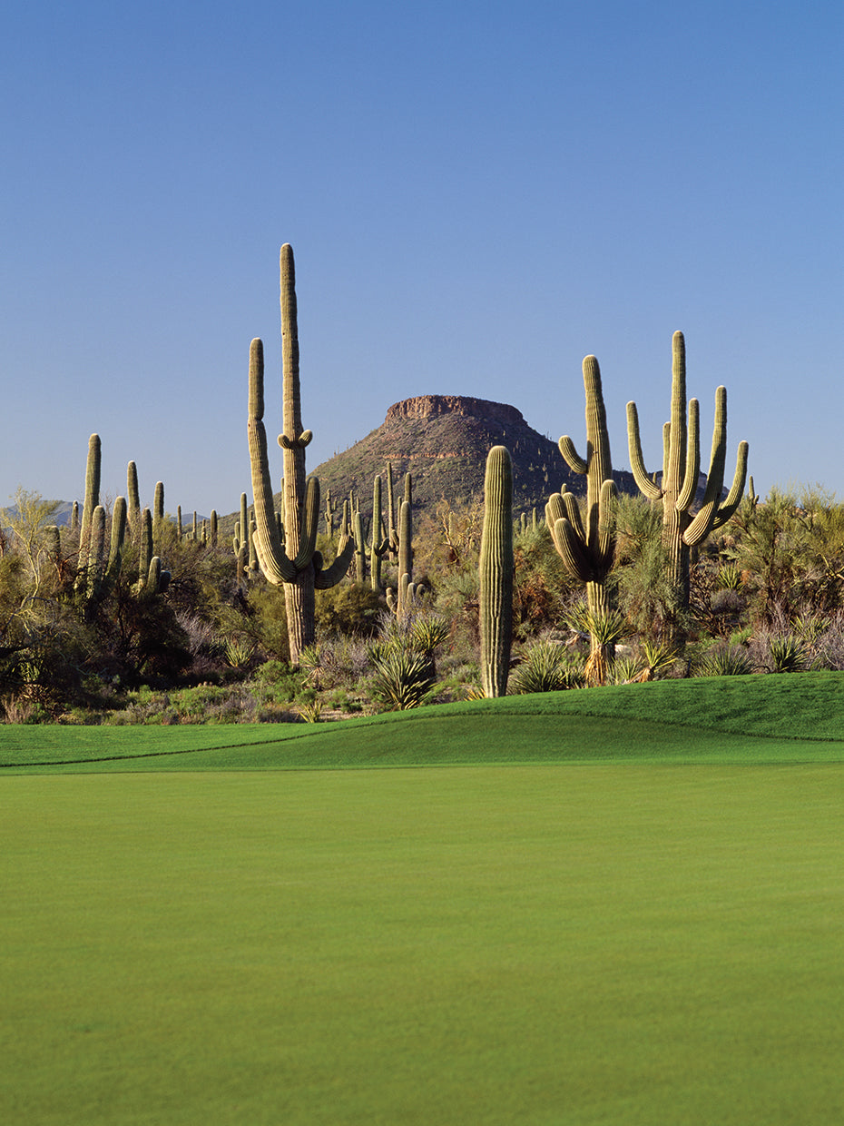 Arizona Golfing