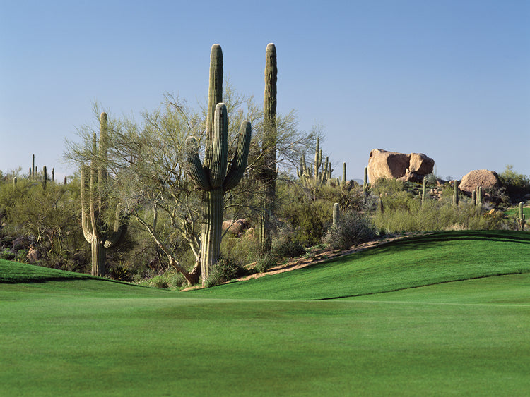 Golfing by the Saguaros