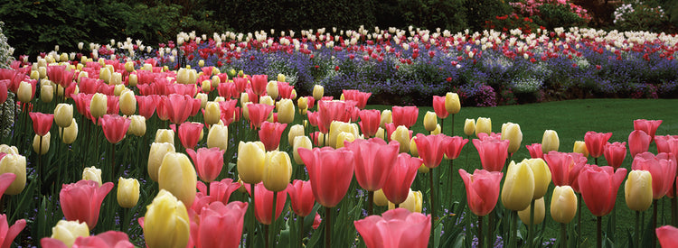 Tulipanes de la bahía de Brentwood Lienzo