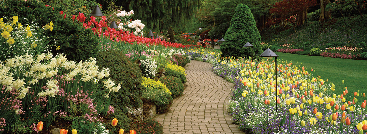 Camino de los jardines Butchart Lienzo