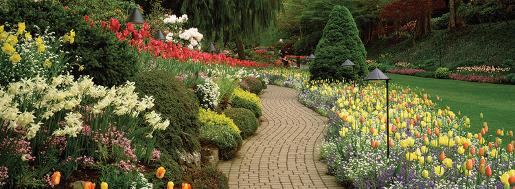 Camino de los jardines Butchart Lienzo