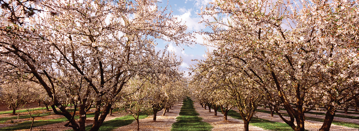 California Almond Orchard