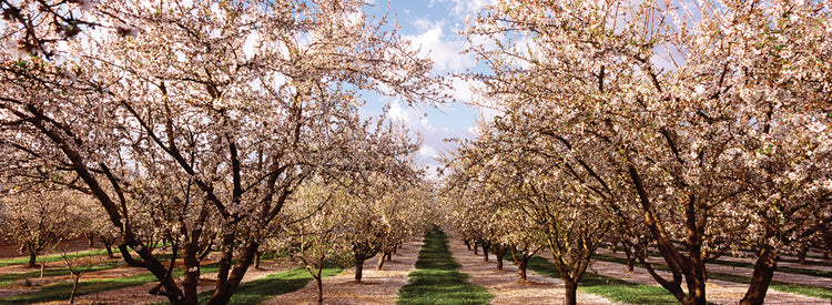 California Almond Orchard