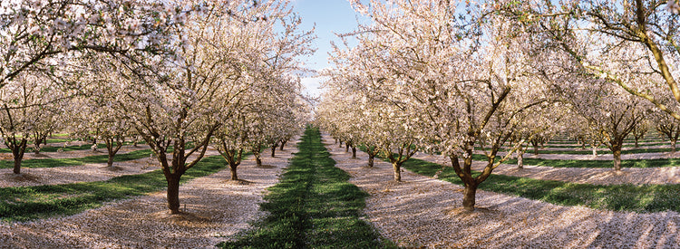 Almond Tree Orchard