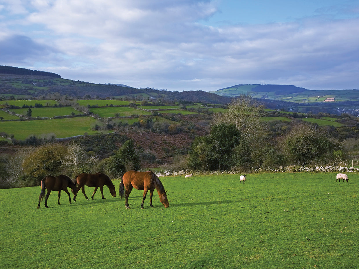 Rural Barrow Valley, Ireland