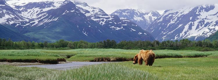 Oso grizzly pastando en alaska Lienzo
