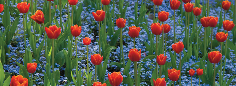 Florece en los jardines Butchart Lienzo