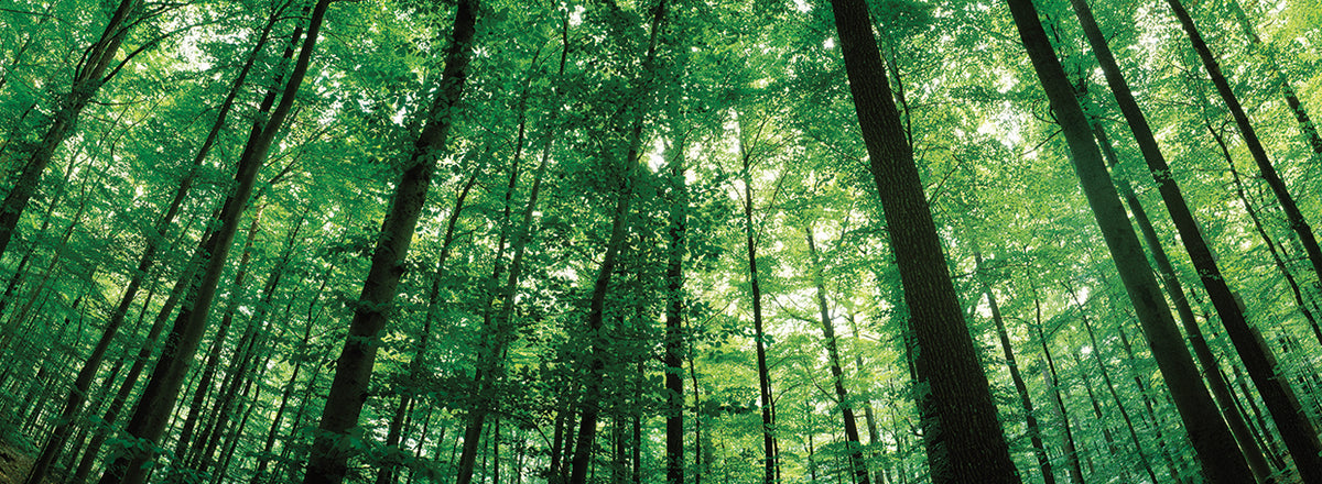 Beech Trees in Germany