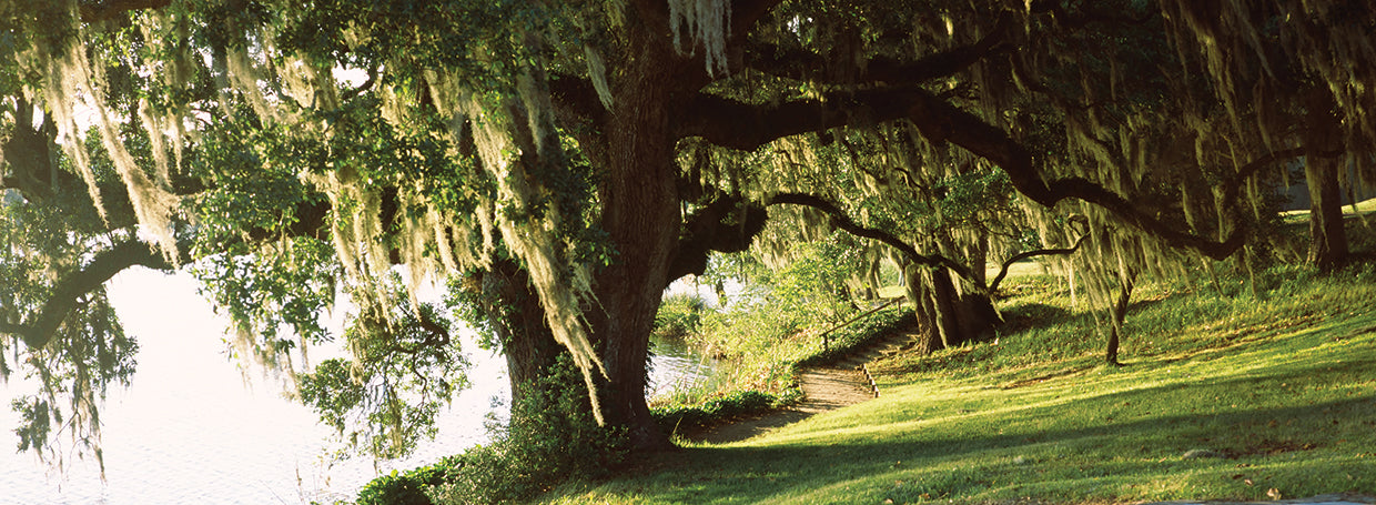 Riverside Garden, Middleton Place