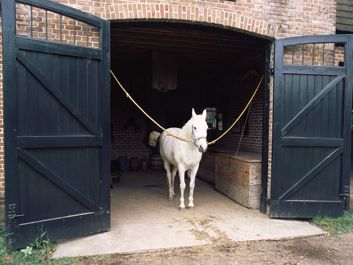 Charleston County Stable