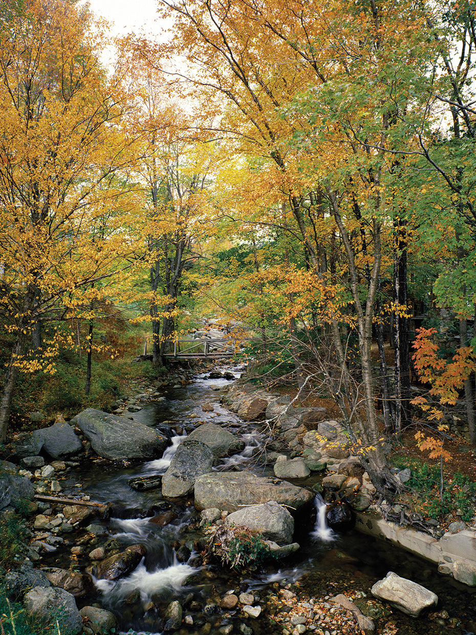 Vermont Forest Stream