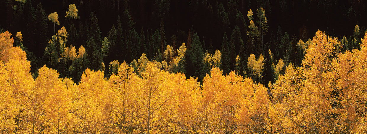 Aspen Trees in Telluride